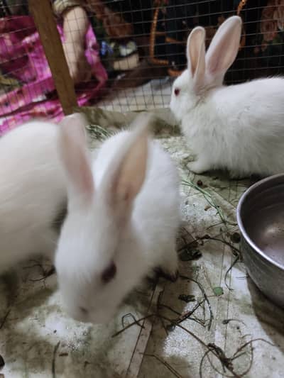 rabbit