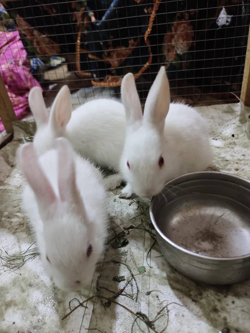 rabbit 1