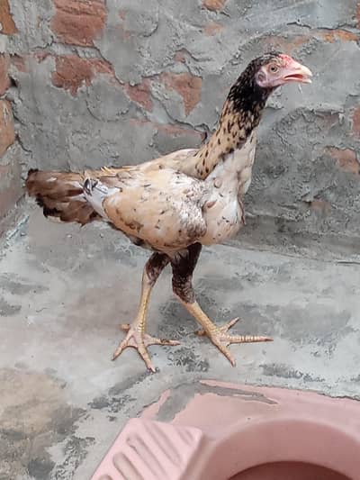 home breed salata aseel