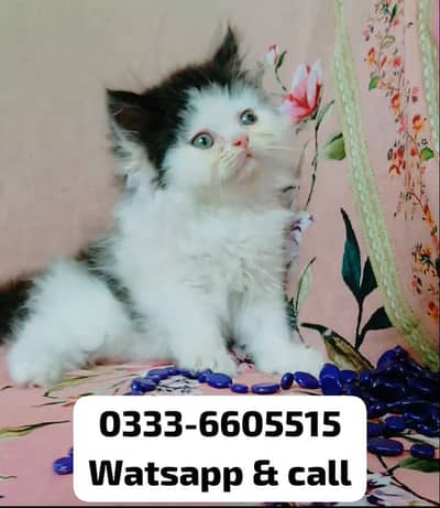 pure Persian bi color male kitten available for sale