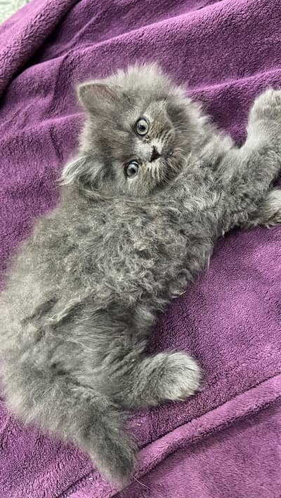 Persian kittens  triple coats