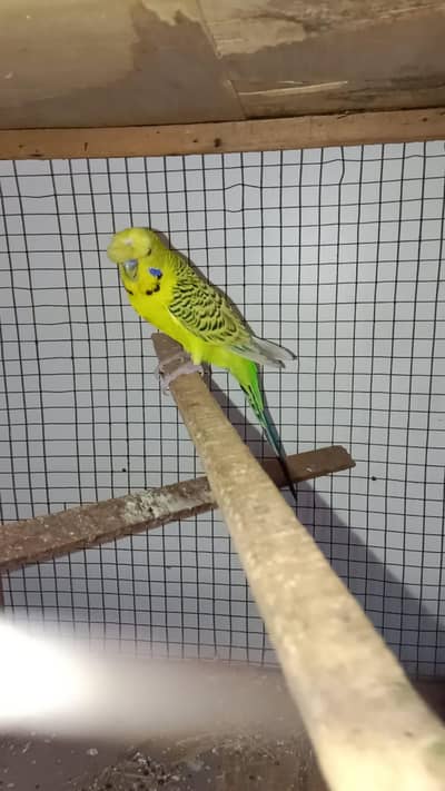 Tcb crusted breeder male available contact no. 03285533122