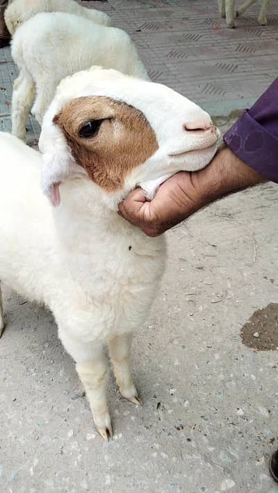 dumba sheep bakra goat mundra kajla larkana abluck gulabi baby sheep