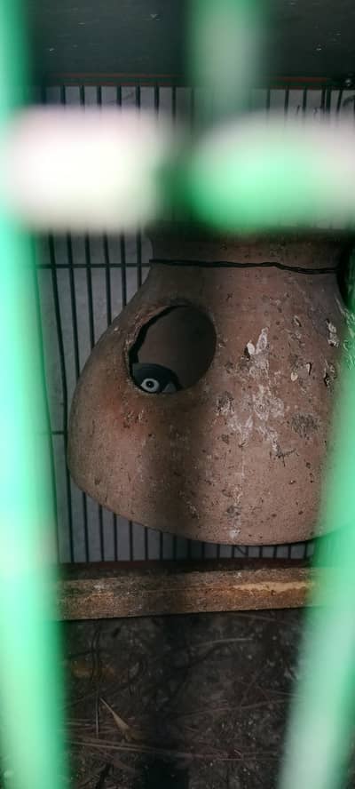 red eyes lotino/ lotino pasnata/albino