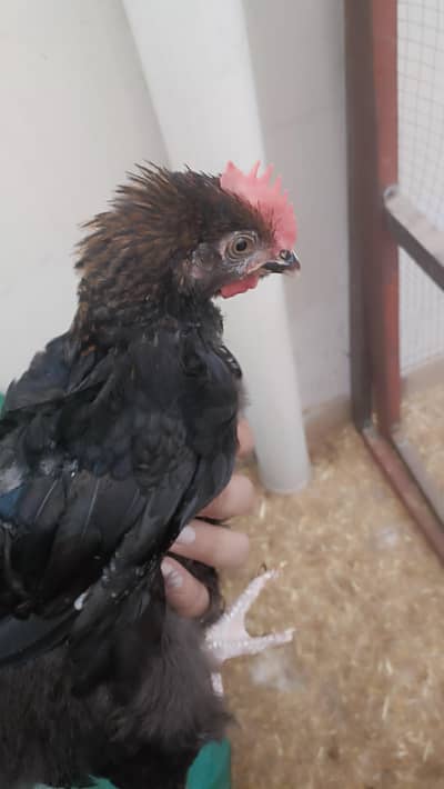 black copper maran male only