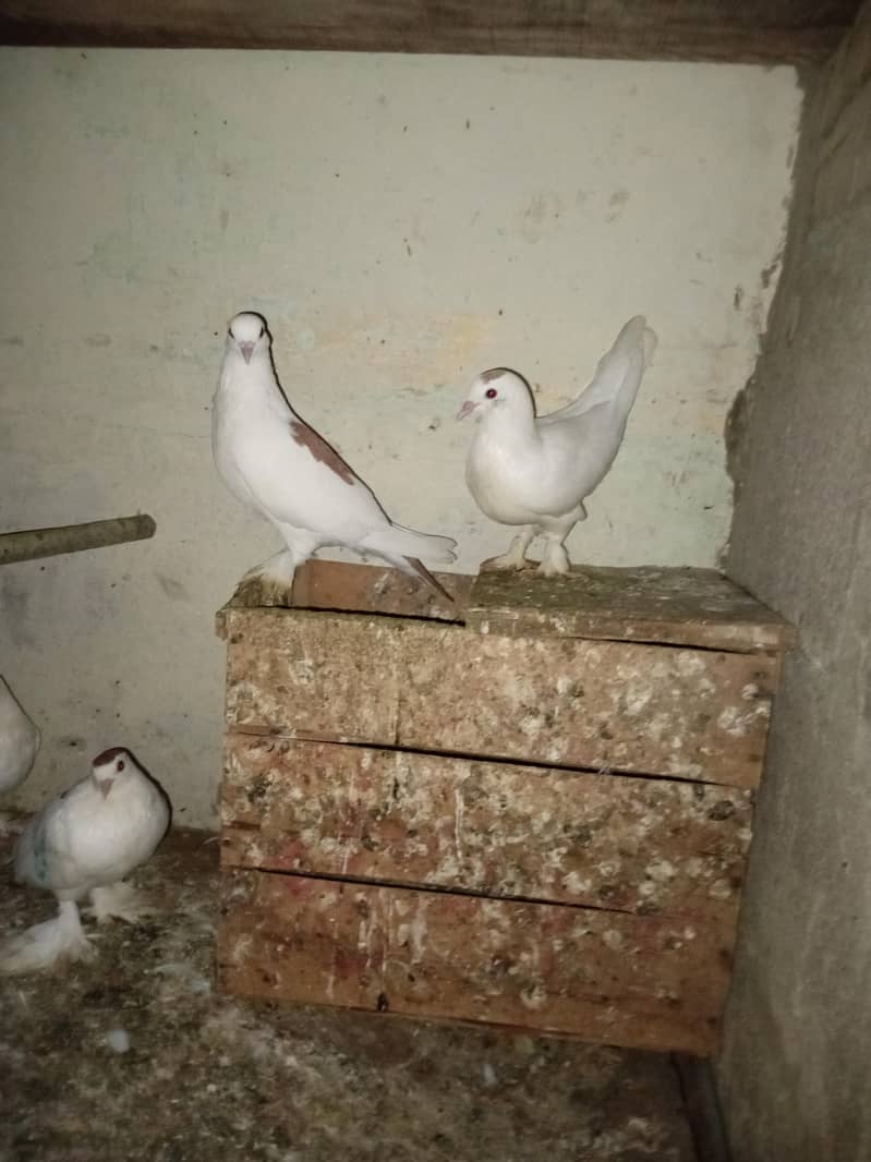 kabootar 2