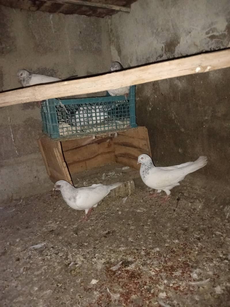 kabootar 4