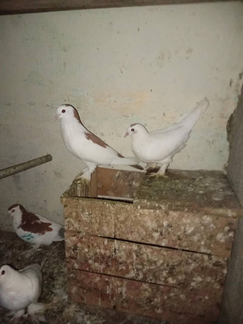 kabootar 5