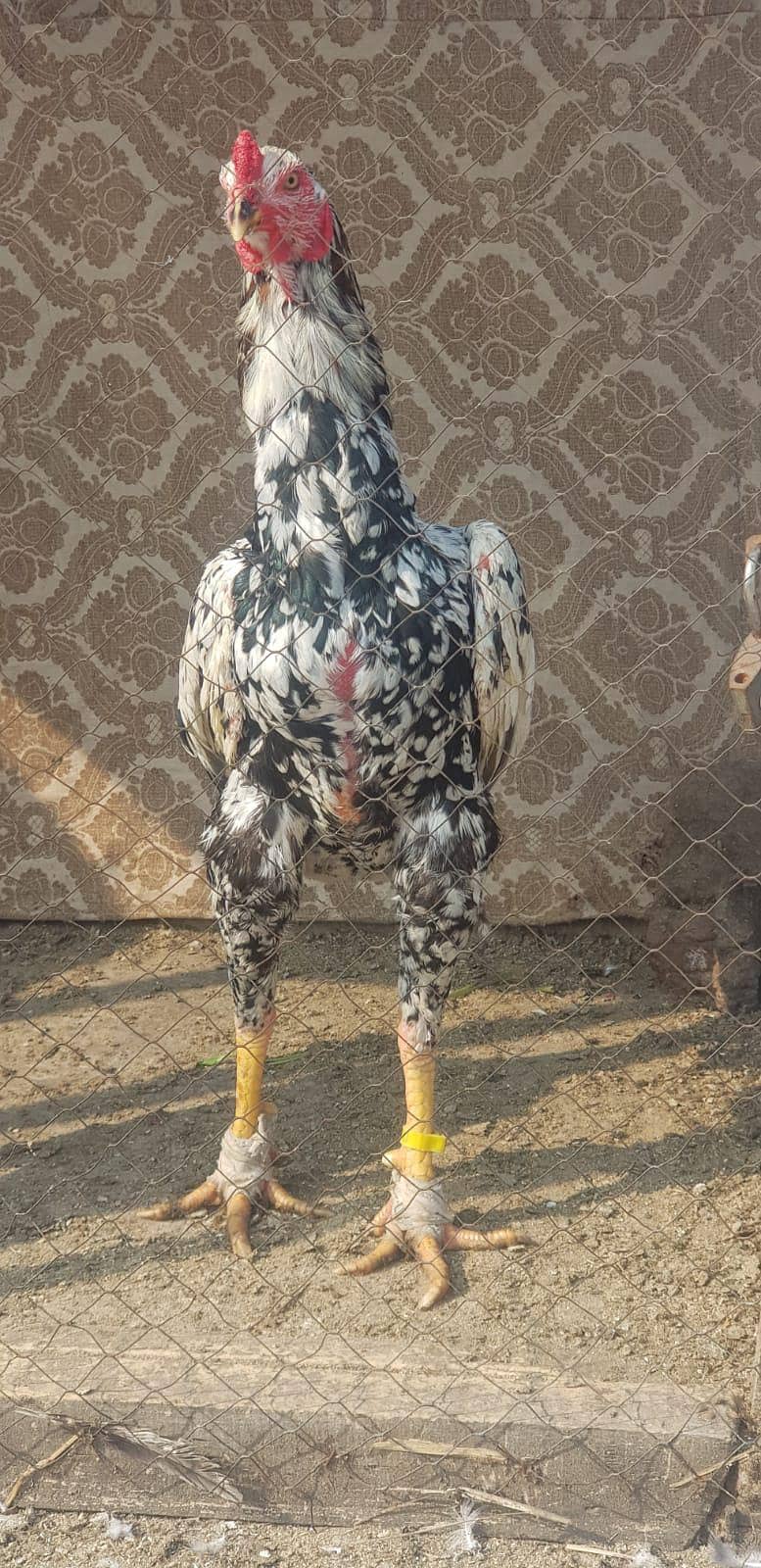 long highted pathay 2