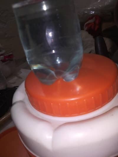 healthy active breeder female