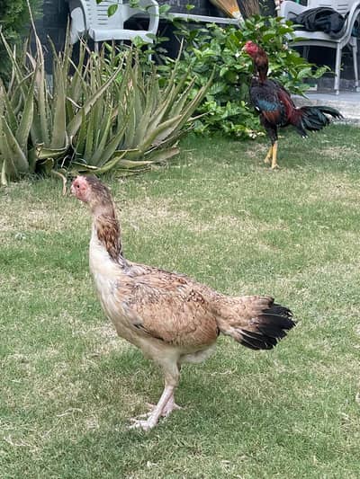 Aseel hen