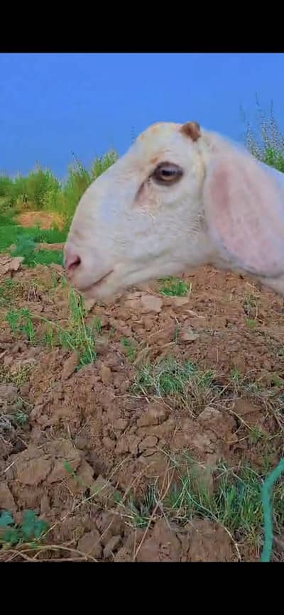 Talagang Nasal dumba full white