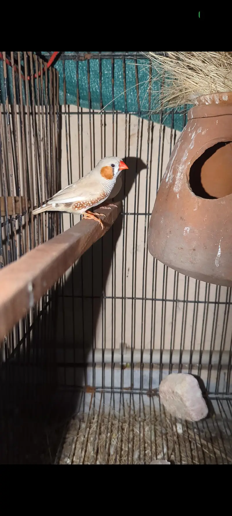 Finch Breeder pair  03364081432 — photo 2