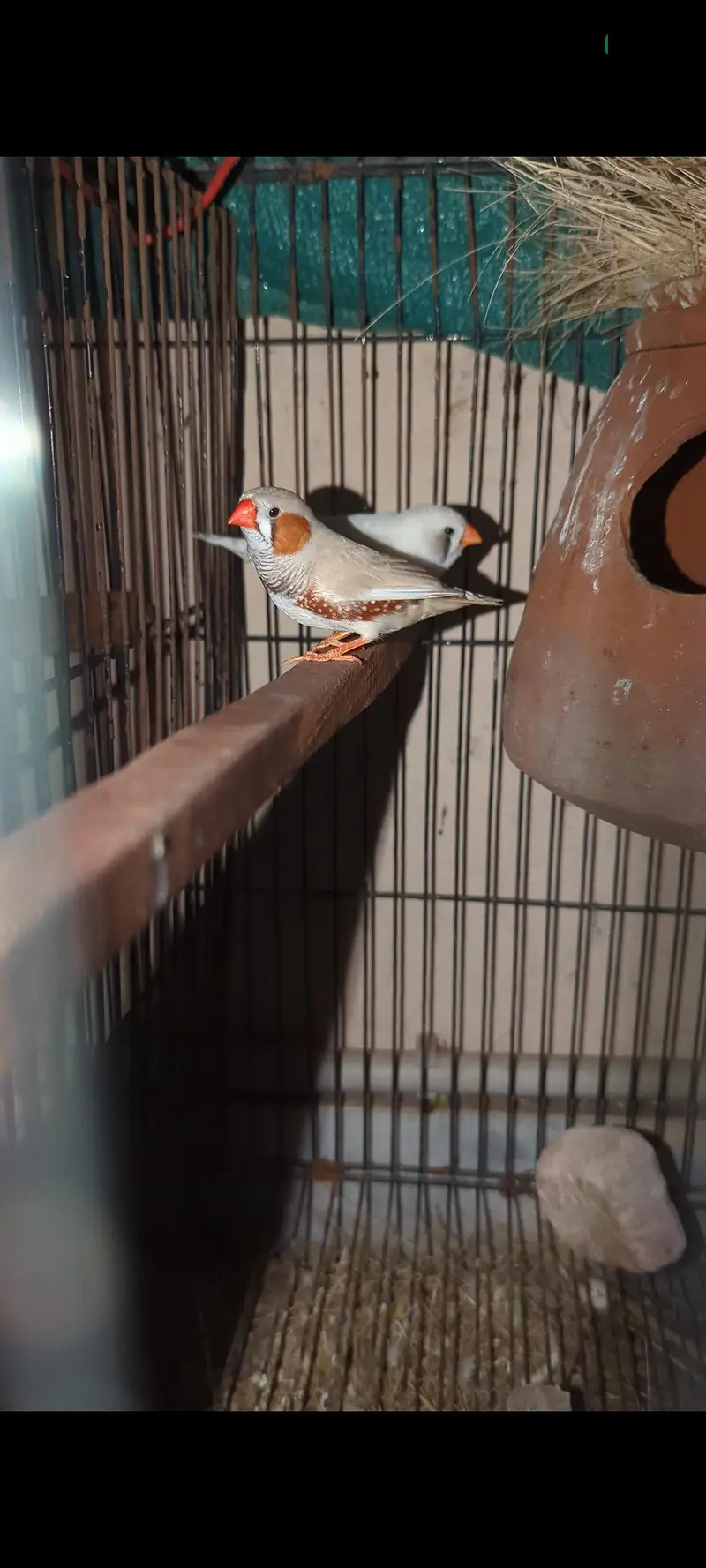 Finch Breeder pair  03364081432 — photo 3