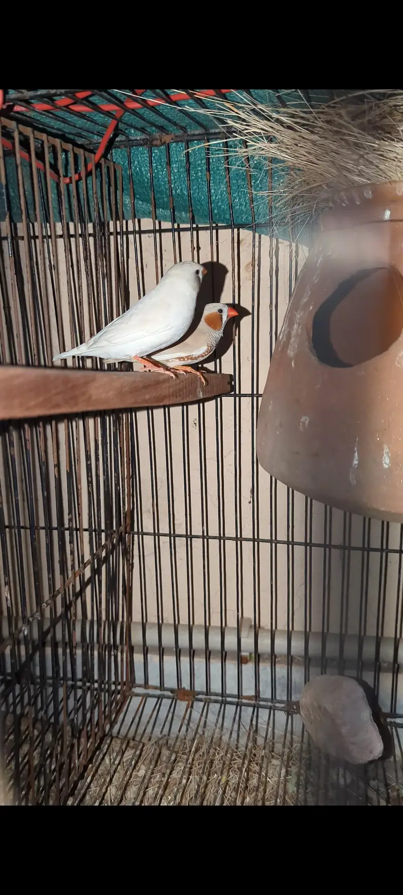 Finch Breeder pair  03364081432 — photo 4