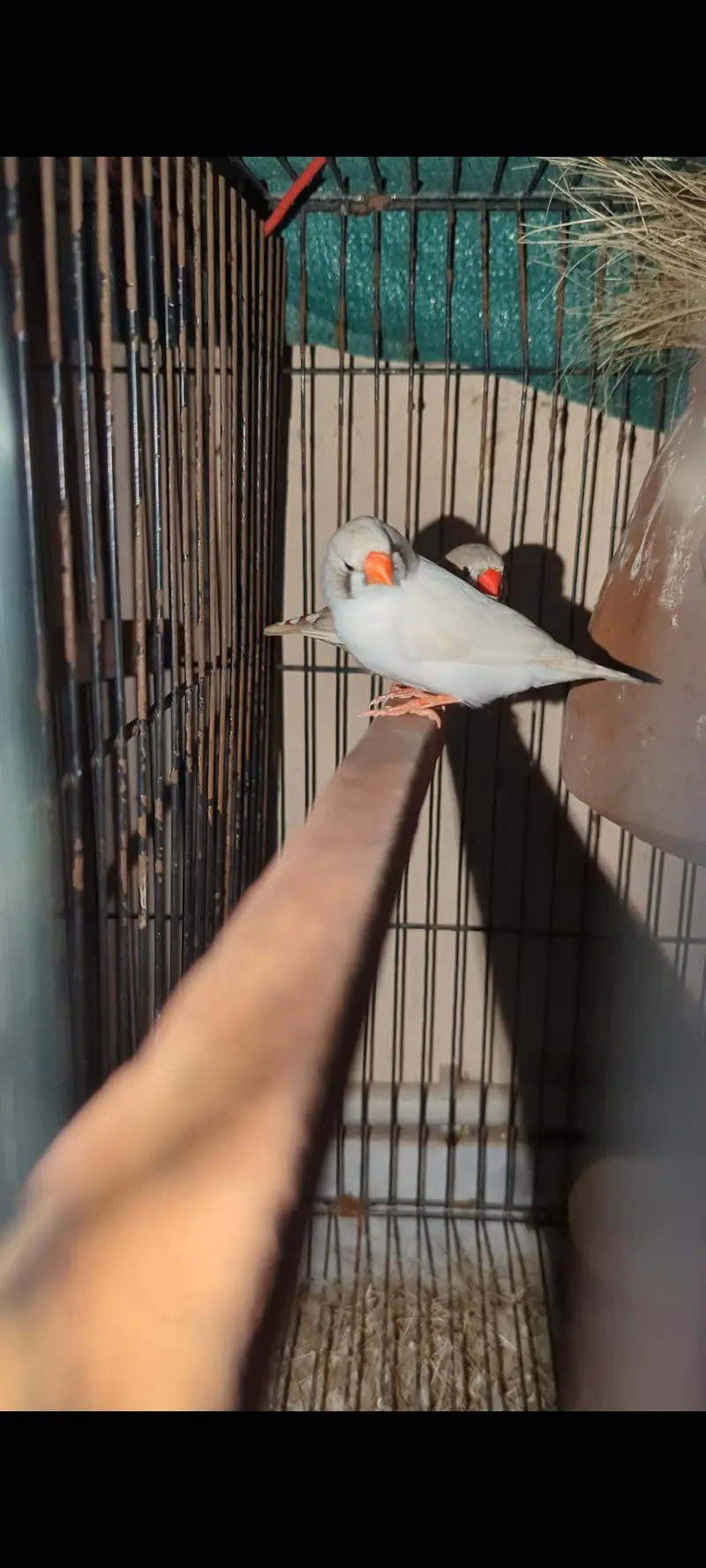Finch Breeder pair  03364081432 — photo 5