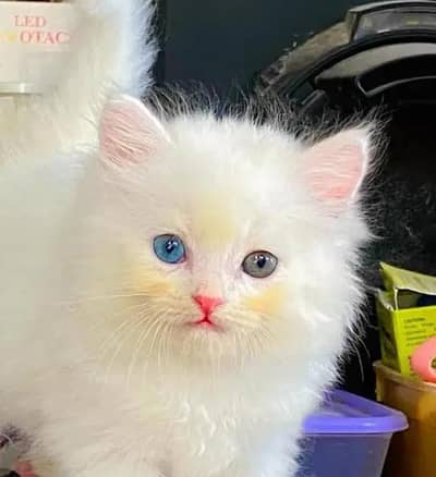 Persian female kitten for sale 03490514403 Whatsapp
