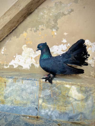 Lakha pair breeding 