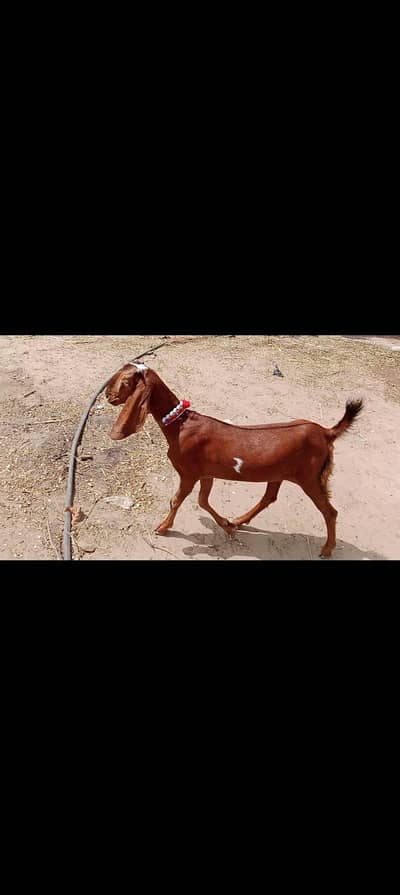 Nagri path for sale