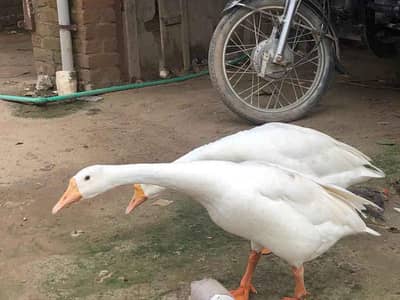 White goose duck  for sale 4500