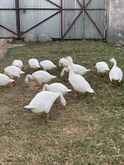 White goose duck  for sale 4500 — photo 2