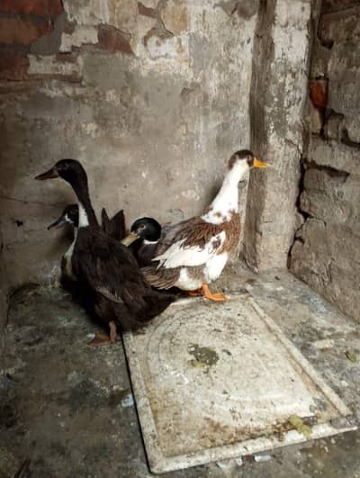 bahkiy for sale