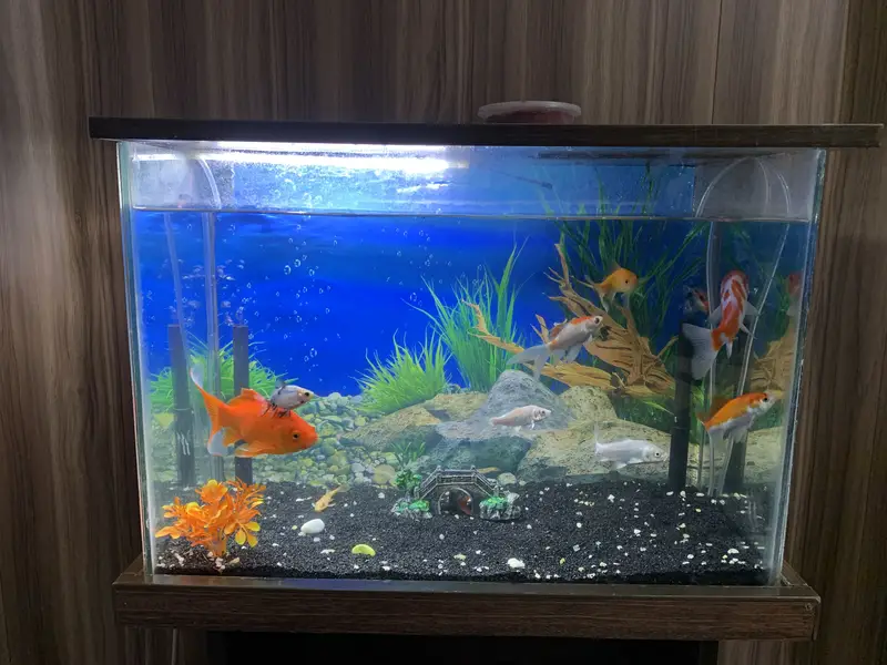 Fishes with tank