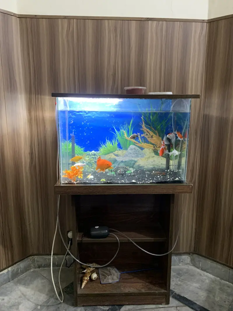 Fishes with tank — photo 2
