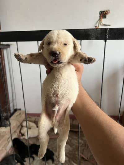 Labrador Puppies