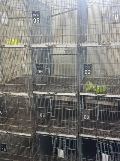 birds cages