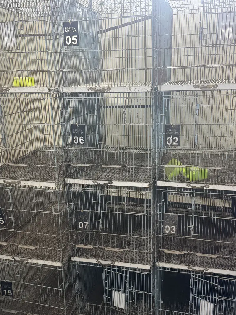 birds cages