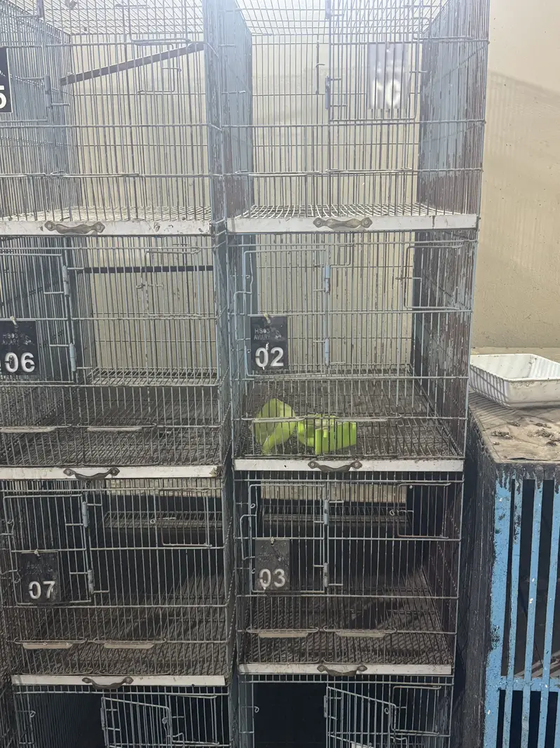birds cages — photo 2