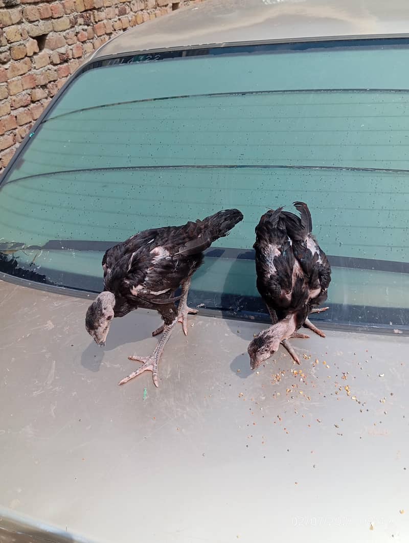 Aseel chicks 0