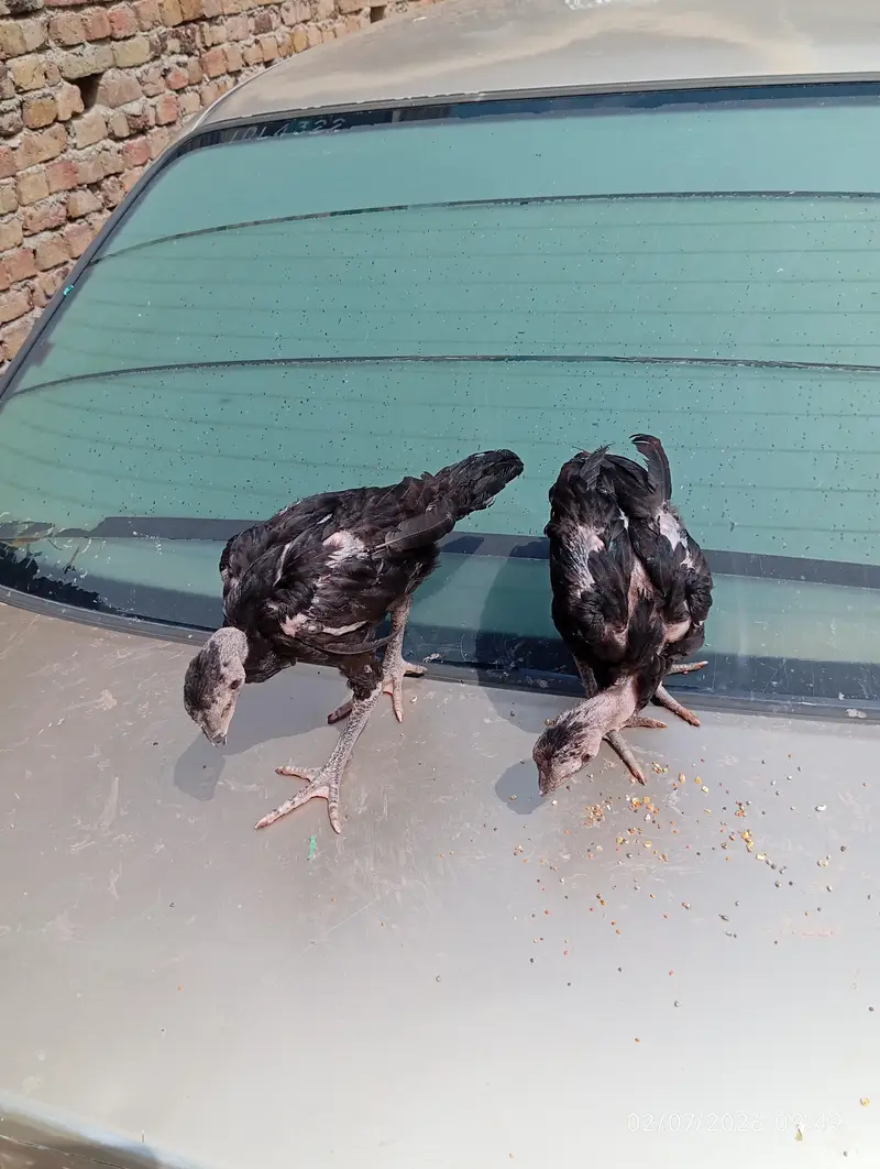 Aseel chicks