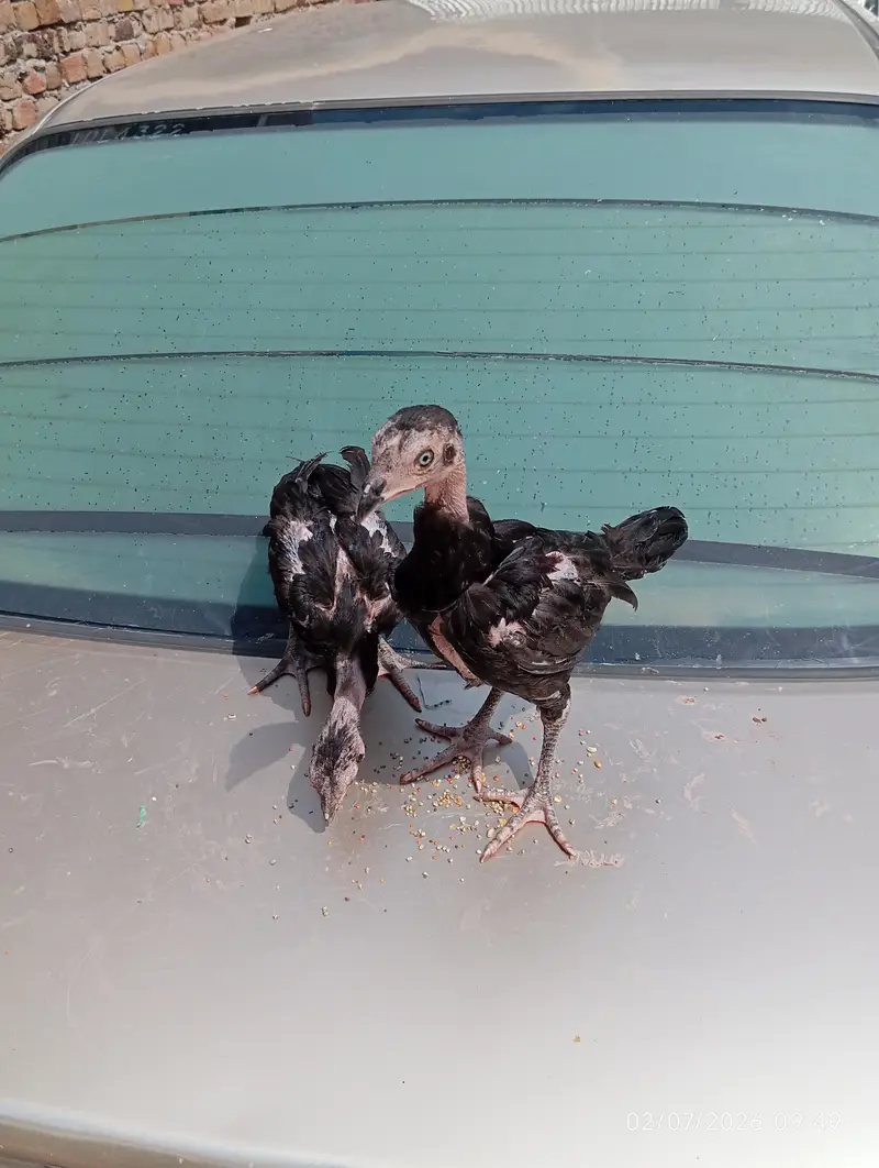 Aseel chicks — photo 2