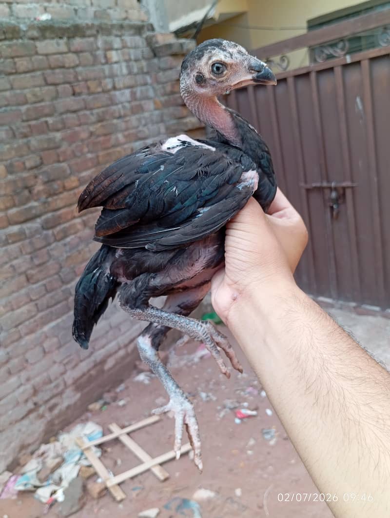 Aseel chicks 2