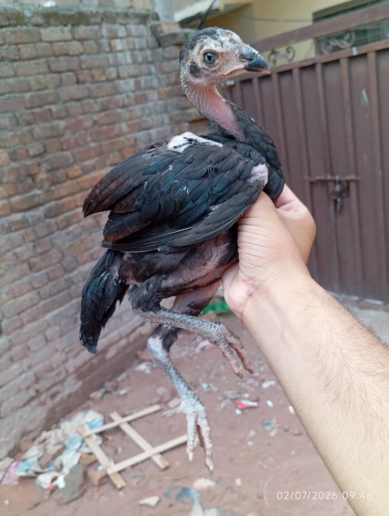 Aseel chicks 3