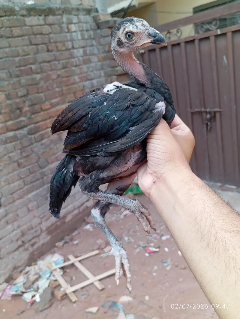 Aseel chicks — photo 4