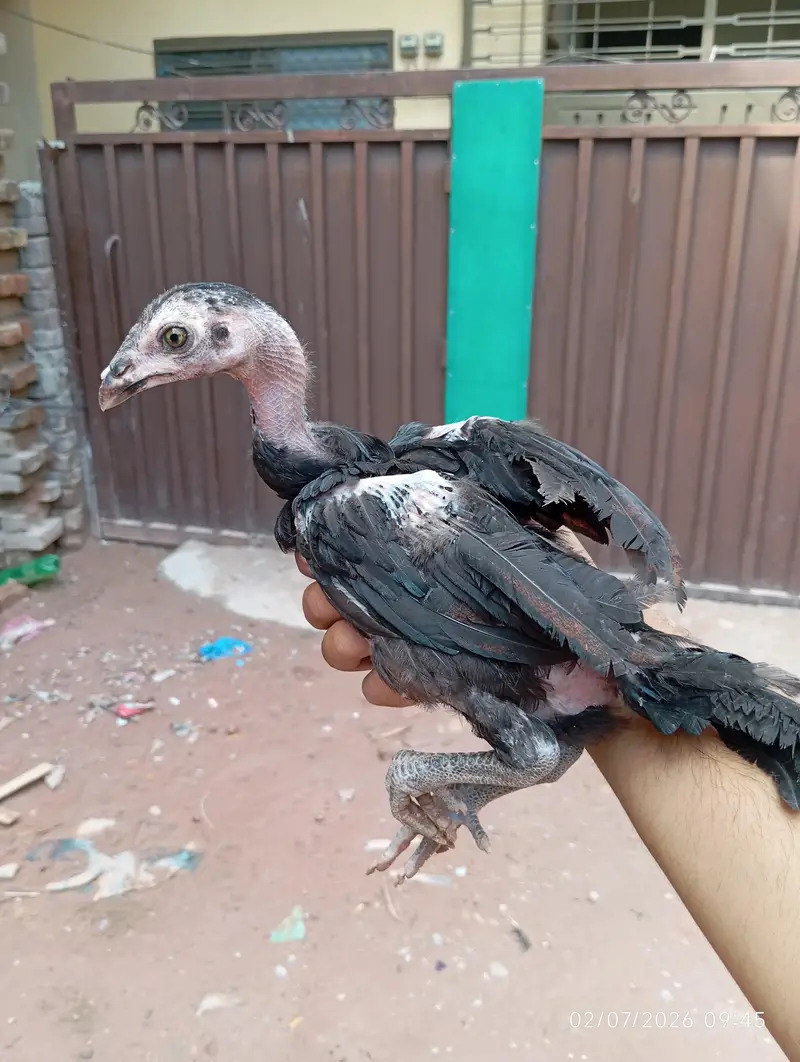 Aseel chicks — photo 5