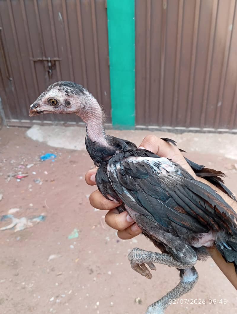 Aseel chicks 5