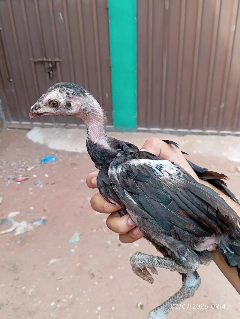 Aseel chicks — photo 6