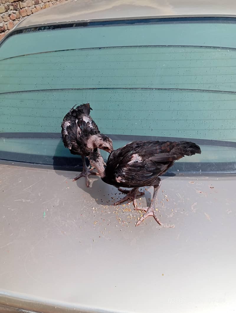 Aseel chicks 6