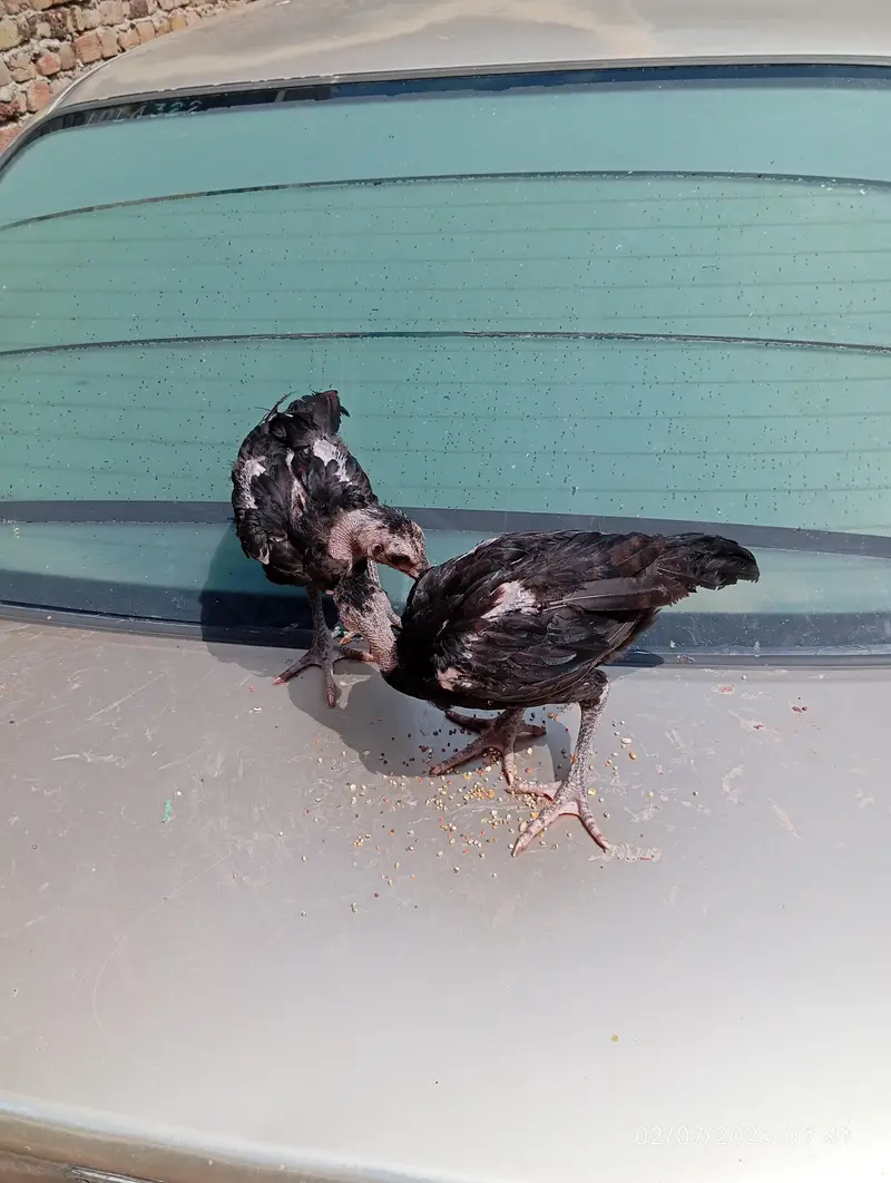 Aseel chicks — photo 7
