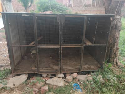 cage 4/6 and full have cage ha