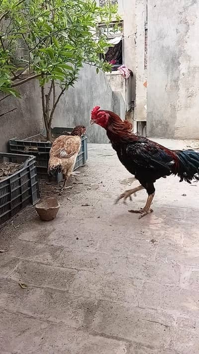 aseel chicks