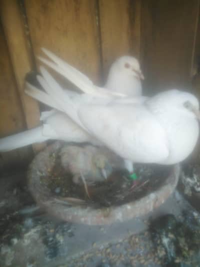 Animal Sale