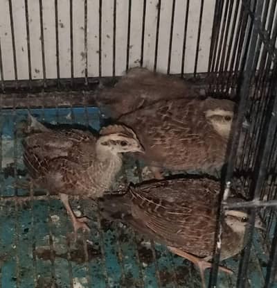 Dakhni teetar chicks