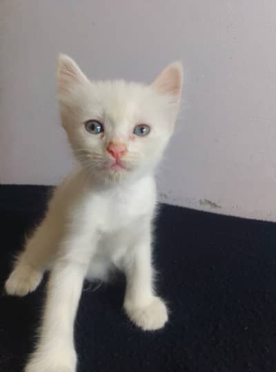 Female kitten