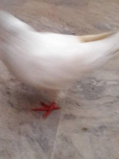 pigeon for sale