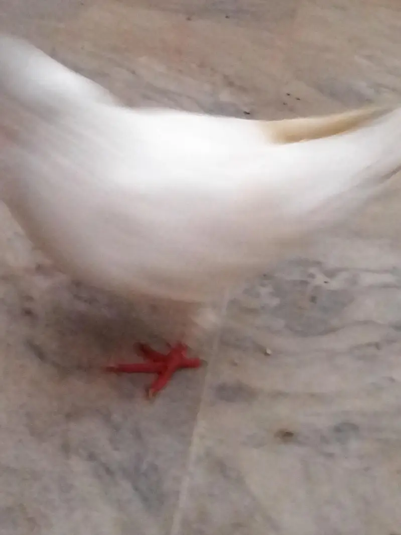 pigeon for sale